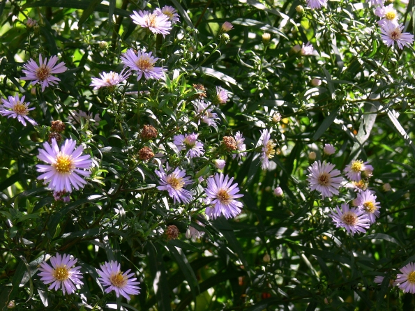 Bois des Moutiers  (38) Summer 2012